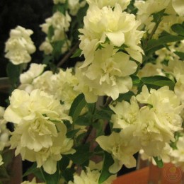 Чубушник Лунный свет