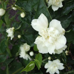 Чубушник Лунный свет