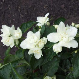 Чубушник Лунный свет