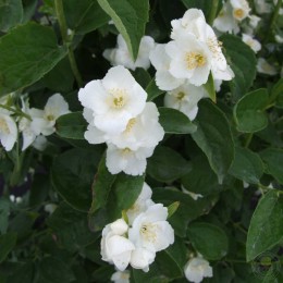 Чубушник Птенчики