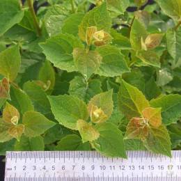 Чубушник Птенчики