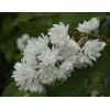 Чубушник Миннесота Сноуфлейк / Сноуфлейк