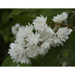 Чубушник Миннесота Сноуфлейк / Сноуфлейк