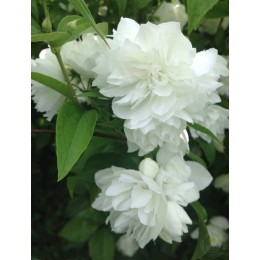 Чубушник Жемчуг