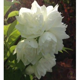 Чубушник Жемчуг