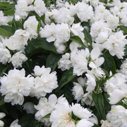 Чубушник Жемчуг