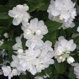 Чубушник Эльбрус