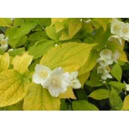 Чубушник венечный золотистый