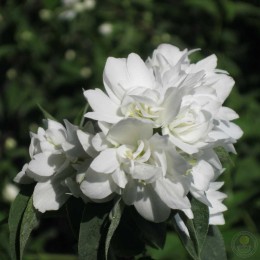 Чубушник Комсомолец