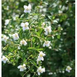 Чубушник Лемоней / Лемуана