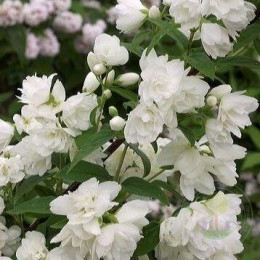 Чубушник Миннесота Сноубель / Сноубель