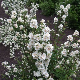 Чубушник Необычный