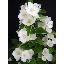 Чубушник Снежки