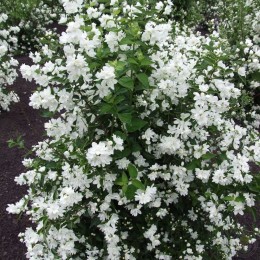 Чубушник Балет Мотыльков