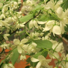 Чубушник Балет Мотыльков