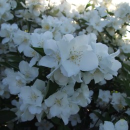 Чубушник Заснеженная Русь