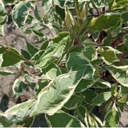 Дёрен белый Миракл