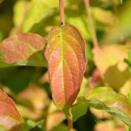 Дёрен красный Зифа