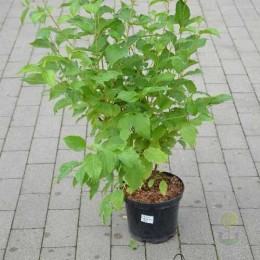 Дёрен красный Зифа