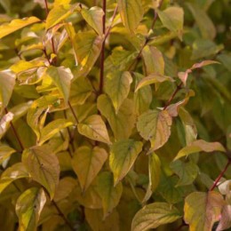 Дёрен красный Зифа