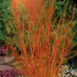 Дёрен красный Зифа