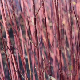 Дёрен отпрысковый Саншайн