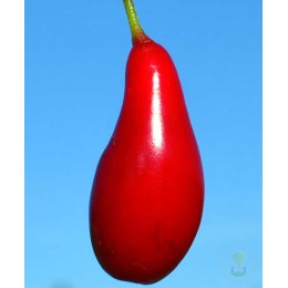 Кизил / Дёрен мужской Светлячок