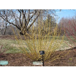 Дёрен отпрысковый Бадд'с Йеллоу