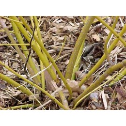 Дёрен отпрысковый Бадд'с Йеллоу