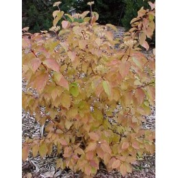 Дёрен красный Винтер Бьюти