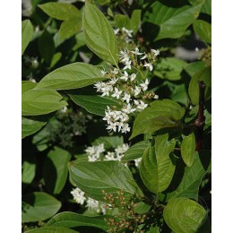 Дёрен отпрысковый Файрданс / Байаделин