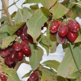 Кизил (дёрен мужской) Голден Глори