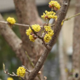 Кизил (дёрен мужской) Голден Глори