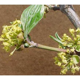 Кизил (дёрен мужской) Голден Глори