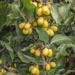 Кизил (дёрен мужской) Янтарный