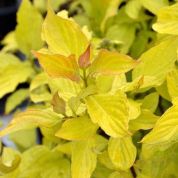 Дёрен белый Неон Бёрст / Бибухен