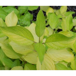 Дёрен белый Неон Бёрст / Бибухен