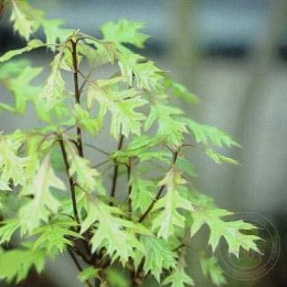 Дуб болотный Грин Дварф