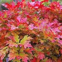 Дуб болотный Грин Дварф