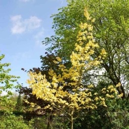 Дуб красный Ауреа