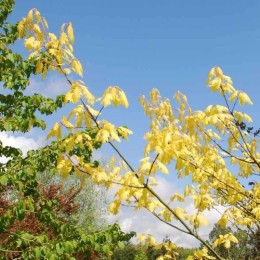 Дуб красный Ауреа