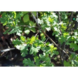 Дуб черешчатый Гном / Блю Гном