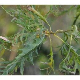 Дуб черешчатый Майки