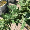 Дуб черешчатый Папийон Руж