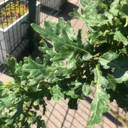 Дуб черешчатый Папийон Руж