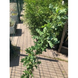 Дуб черешчатый Папийон Руж