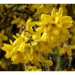 Форзиция промежуточная Гольдцаубер