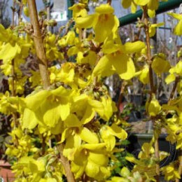 Форзиция промежуточная Голдрауш