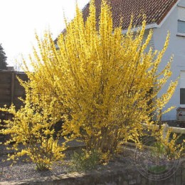 Форзиция Букль д`Ор / Куртакур