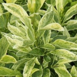 Форзиция промежуточная Эра